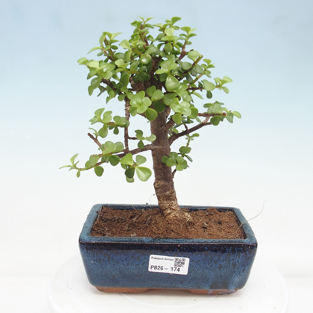 Szoba bonsai - Portulakaria Afra - Tlustice