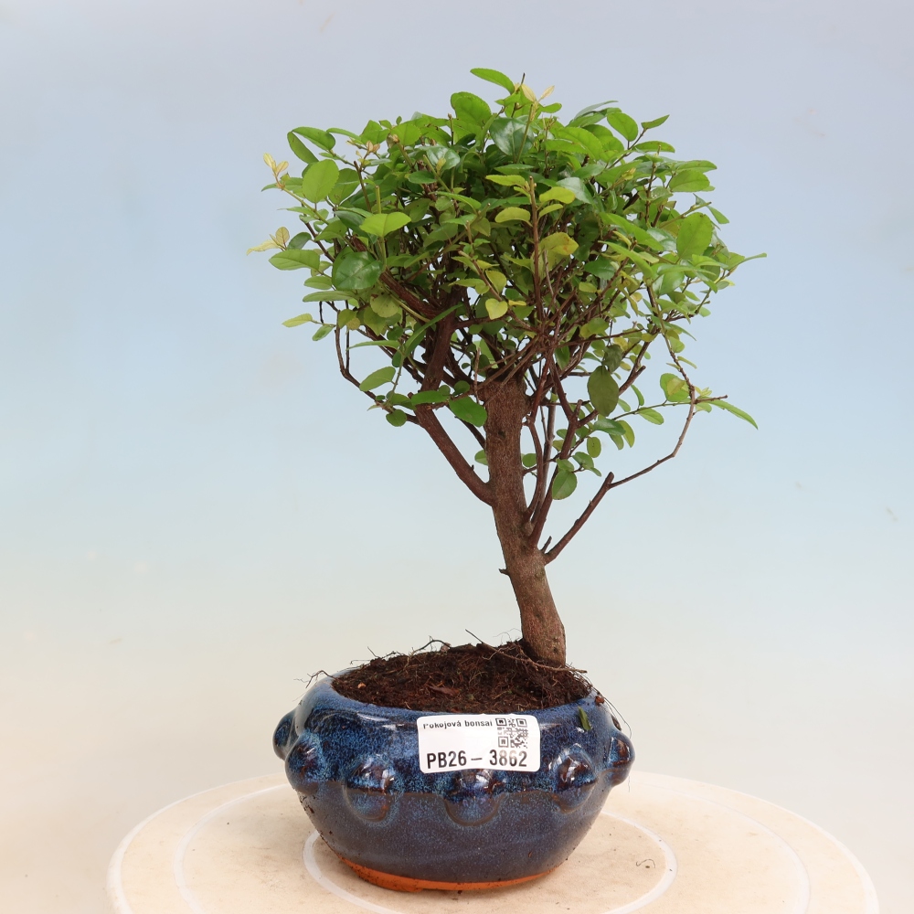 Szobai bonsai - Sageretia thea - Sageretia thea