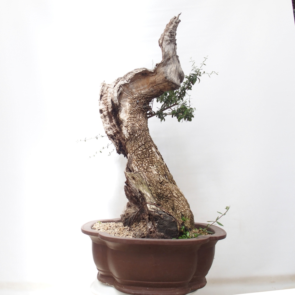 Beltéri bonsai - Olea europaea sylvestris