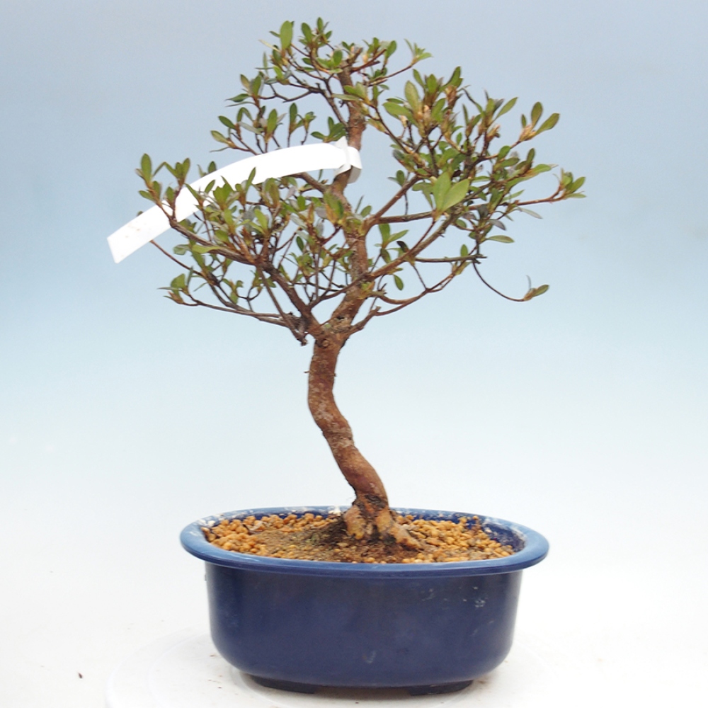Kültéri bonsai - Japán azálea - Azalea Mio