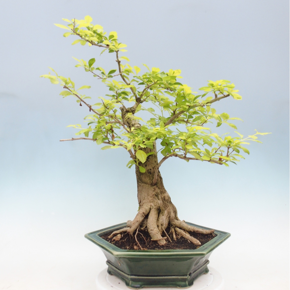Szobai bonsai - Duranta erecta Aurea