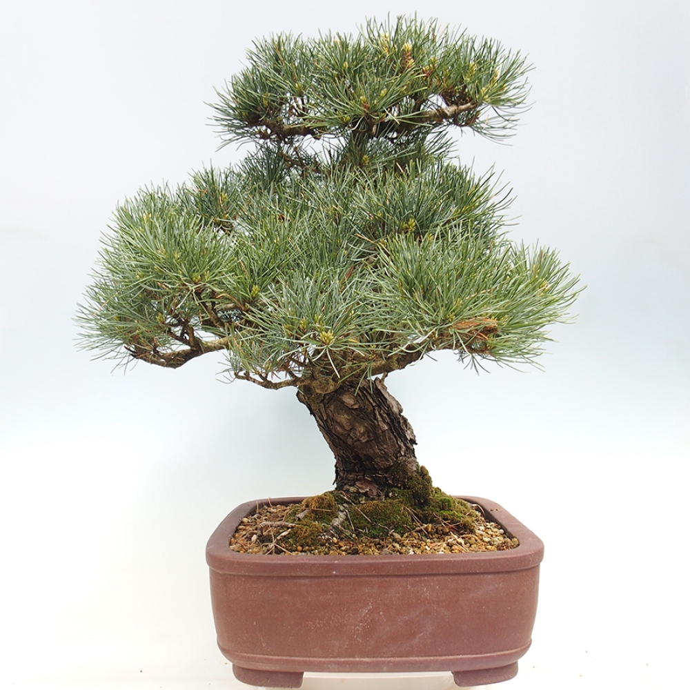 Kültéri bonsai - Pinus parviflora - Pinus parviflora