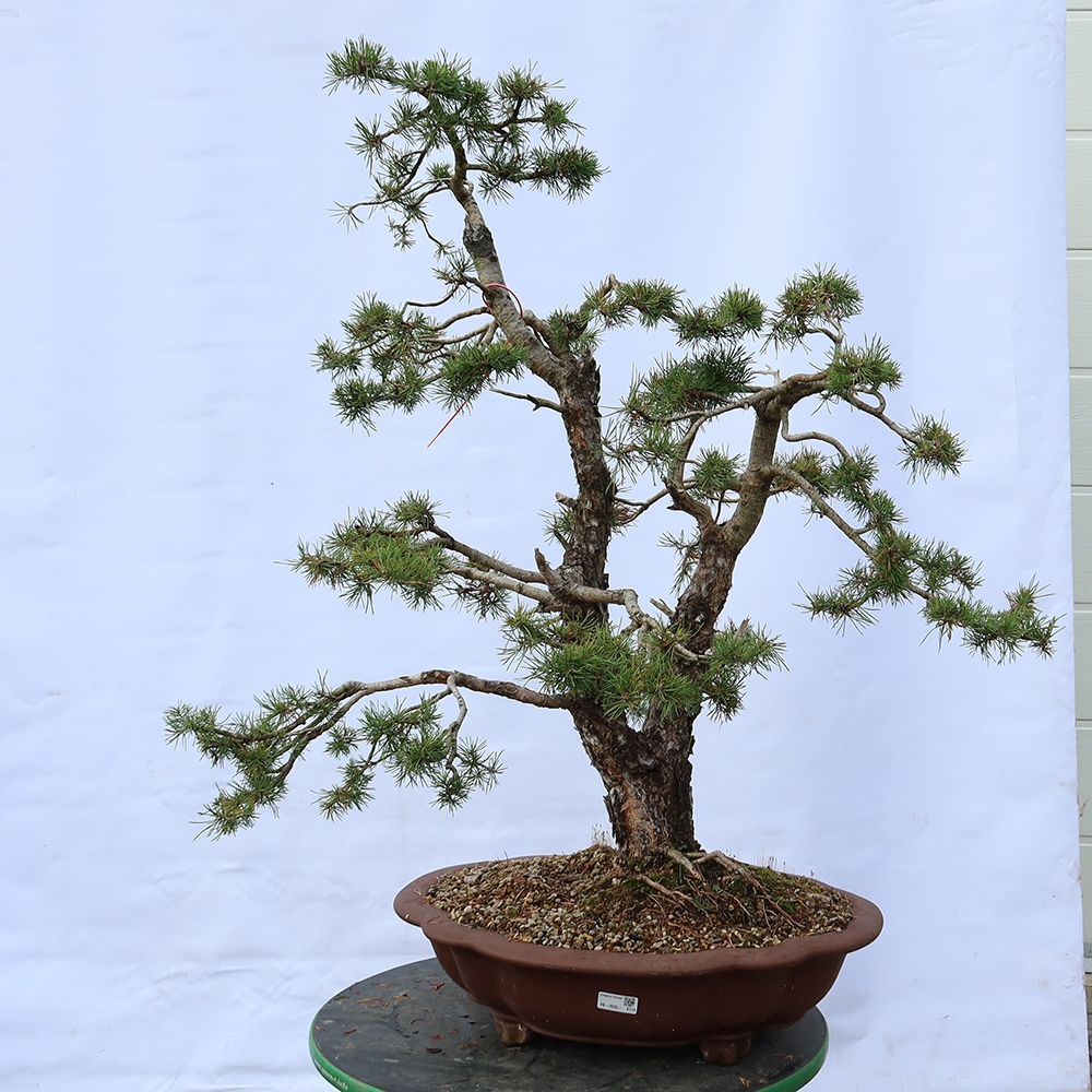 Pinus sylvestris Spanyolország – erdei fenyő
