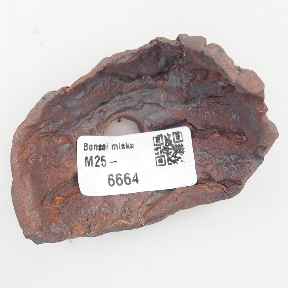 Kerámia kagyló 7,5 x 5,5 x 6 cm , barna színű