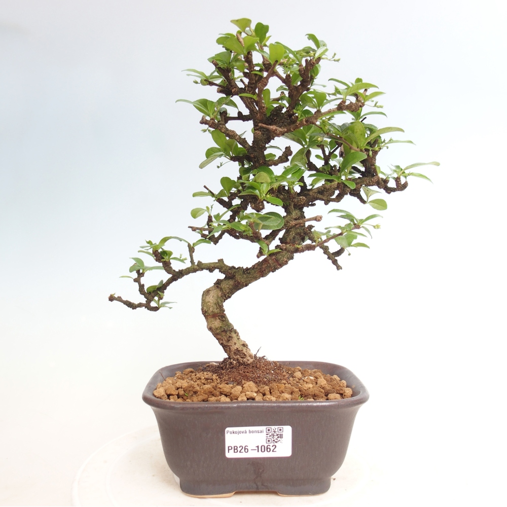 Szobai bonsai - Carmona macrophylla - Tea fuki