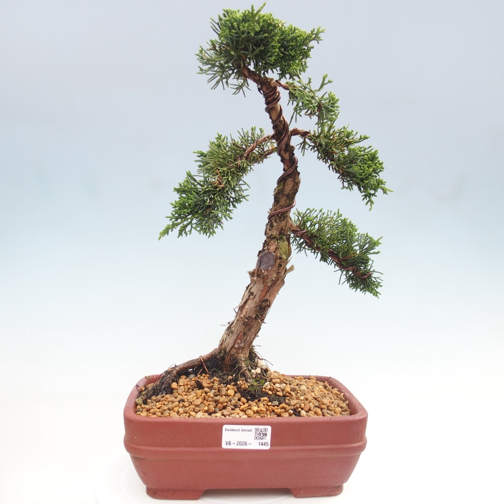 Kültéri bonsai - Juniperus chinensis Kishu