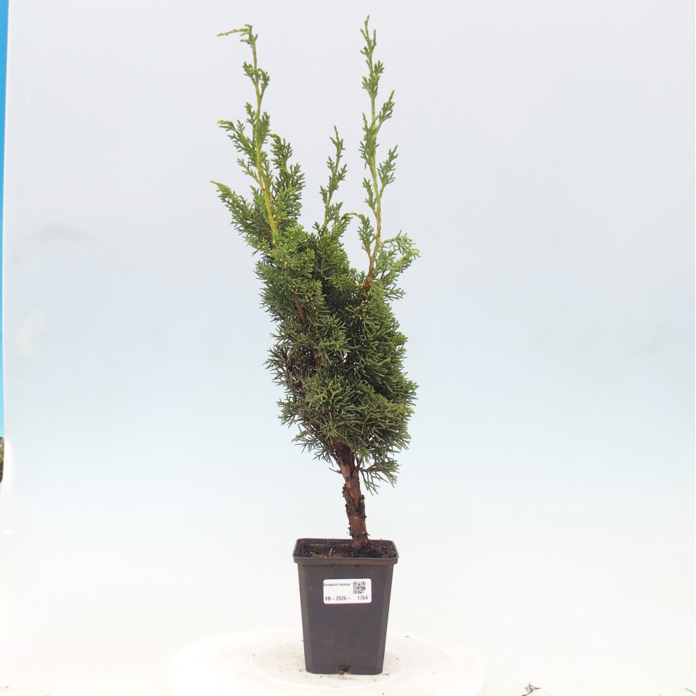 Kültéri bonsai - Juniperus chinensis Kishu