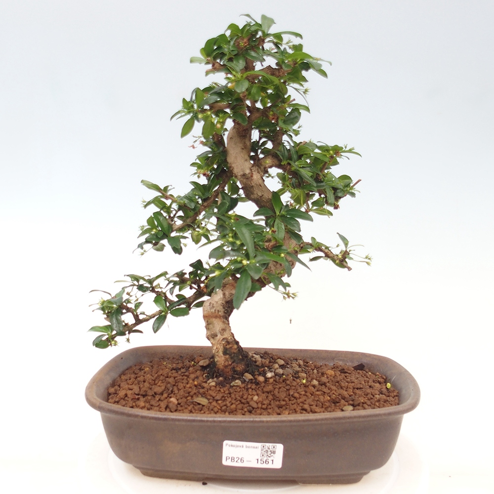 Szobai bonsai - Carmona macrophylla - Tea fuki