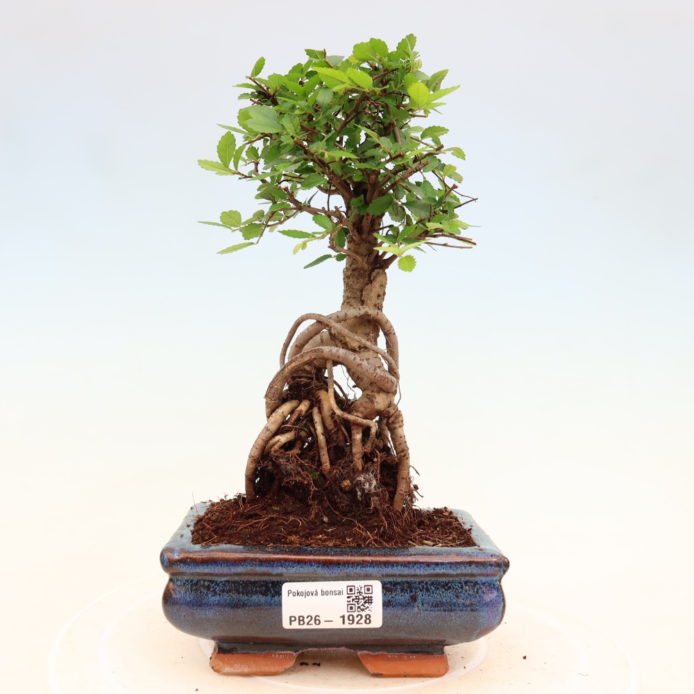 Szobai bonsai - Ulmus parvifolia - Kislevelű szilfa