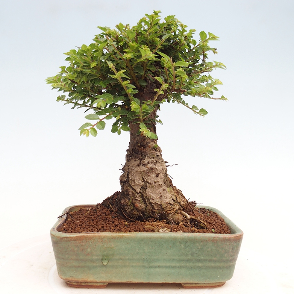 Kültéri bonsai - Ulmus parvifolia Hokkaido - Kínai szil - Ulmus parvifolia Hokkaido