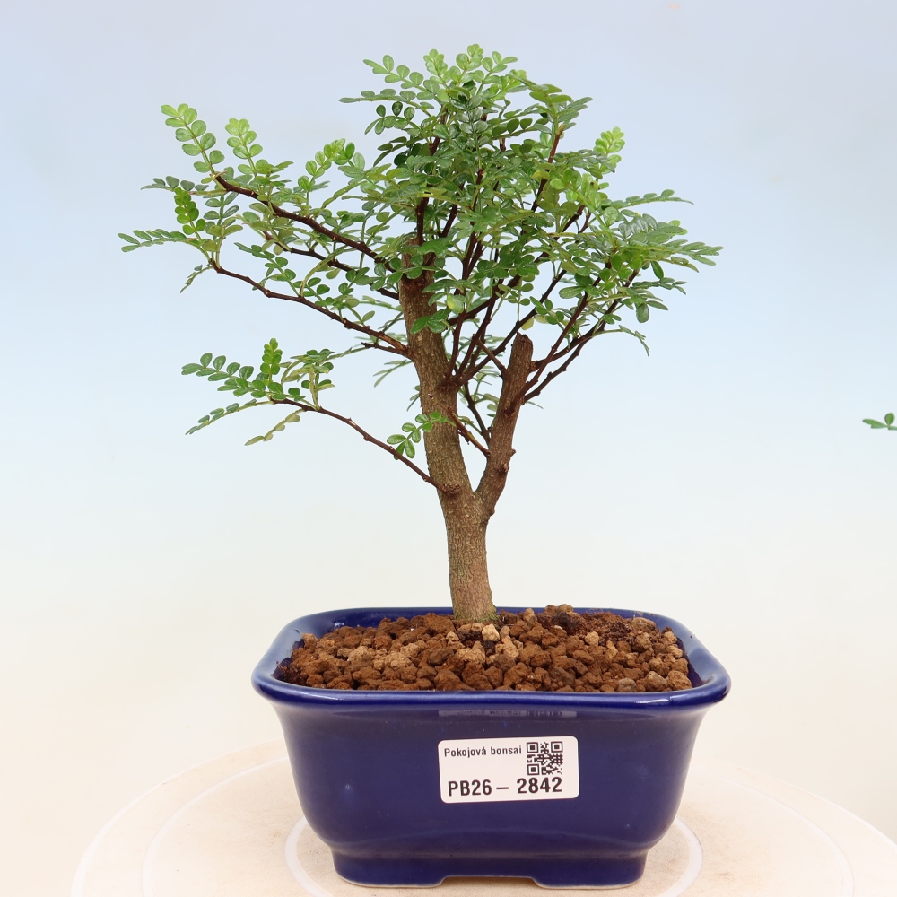 Szobai bonsai - Zantoxylum piperitum - borsfa