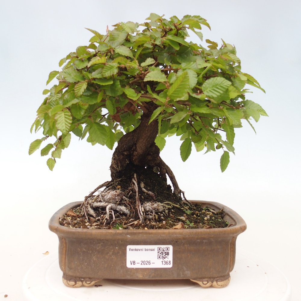 Kültéri bonsai -Carpinus CARPINOIDES - Koreai gyertyánfa