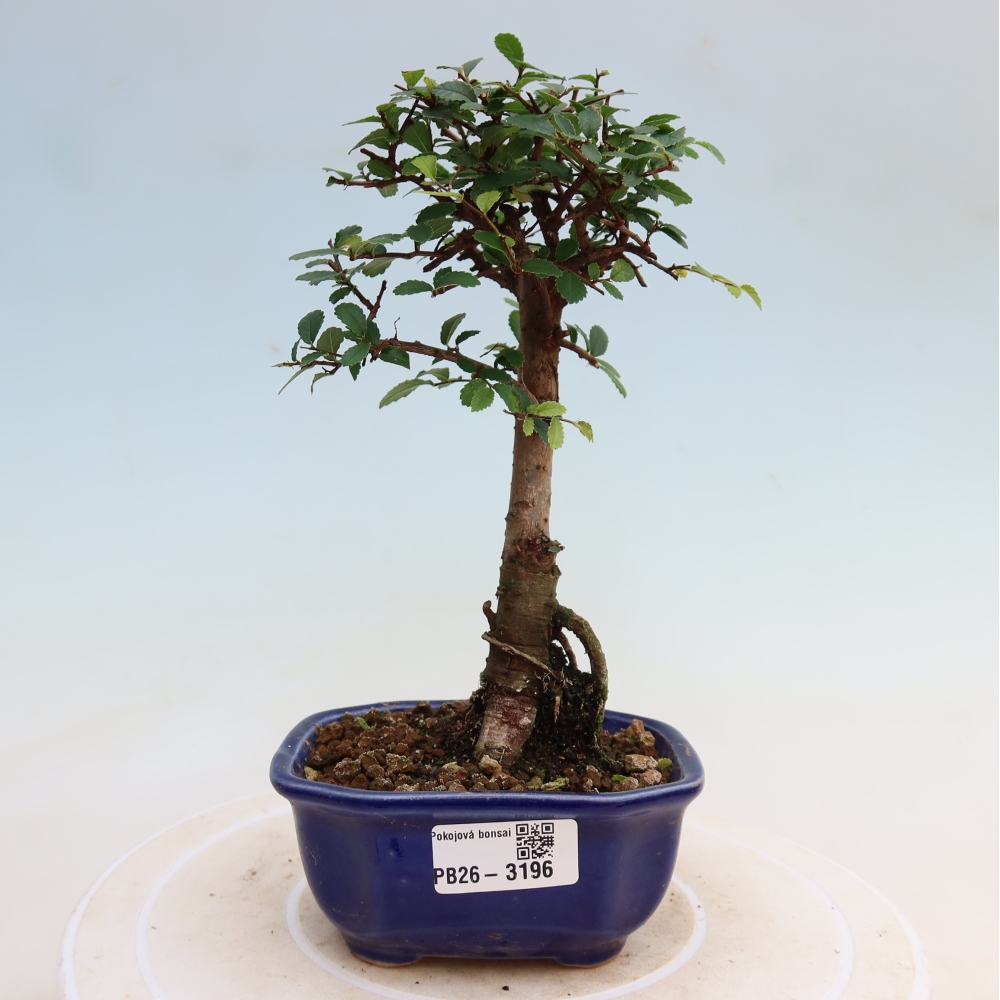 Szobai bonsai - Ulmus parvifolia - Kislevelű szilfa