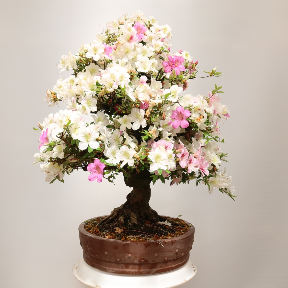 Kültéri bonsai – Japán azálea – Azalea Kotobokietsu