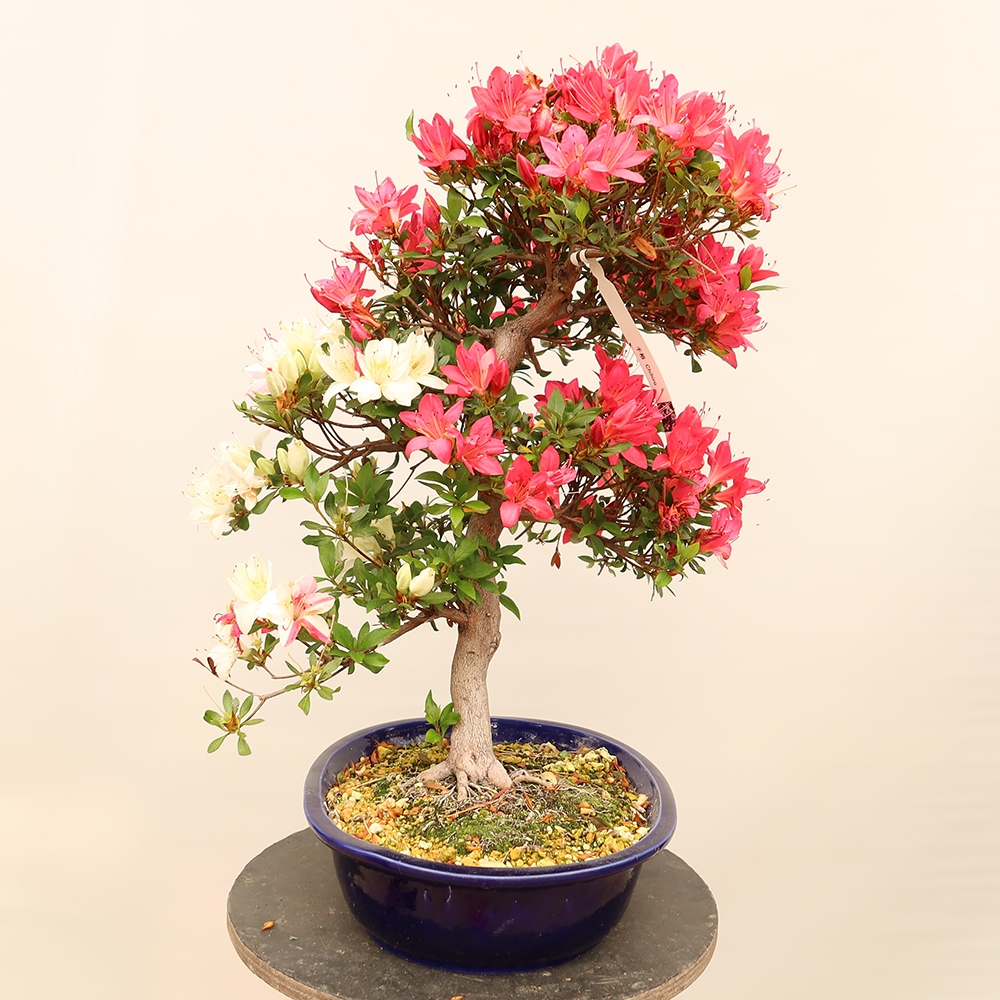 Kültéri bonsai - japán azálea - Azálea CHIHIRO