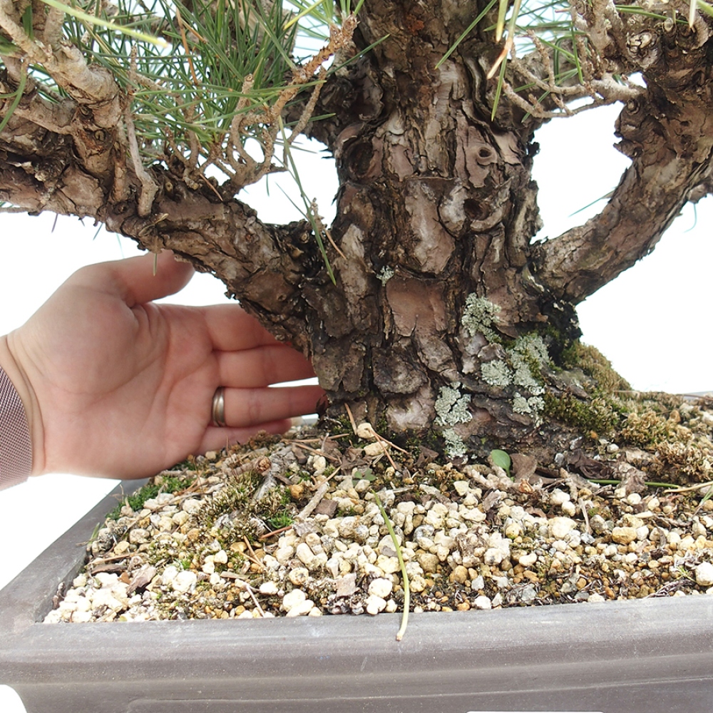 Kültéri bonsai - Pinus thunbergii - Thunberg fenyő