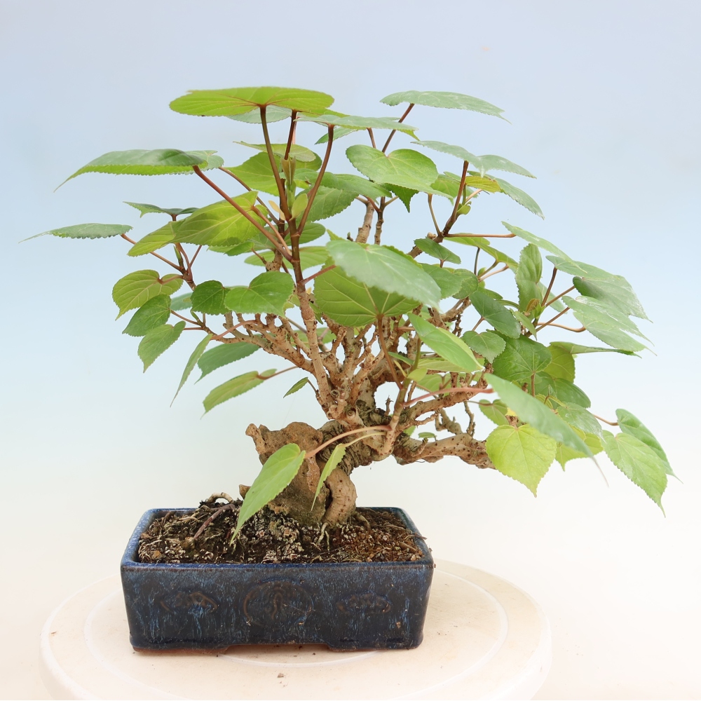 Beltéri bonsai - Hibiscus tiliaceus - tengeri hibiszkusz