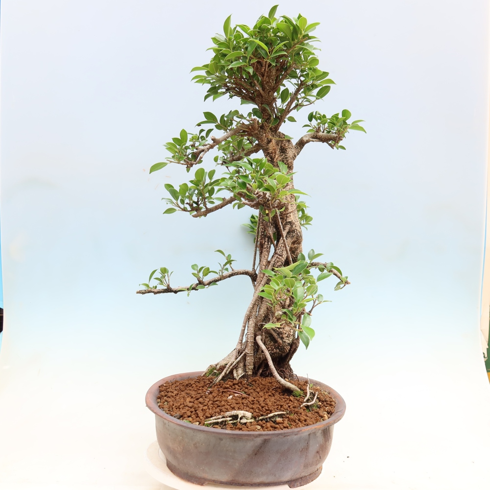 Szobai bonsai - Ficus kimmen - kislevelű fikusz