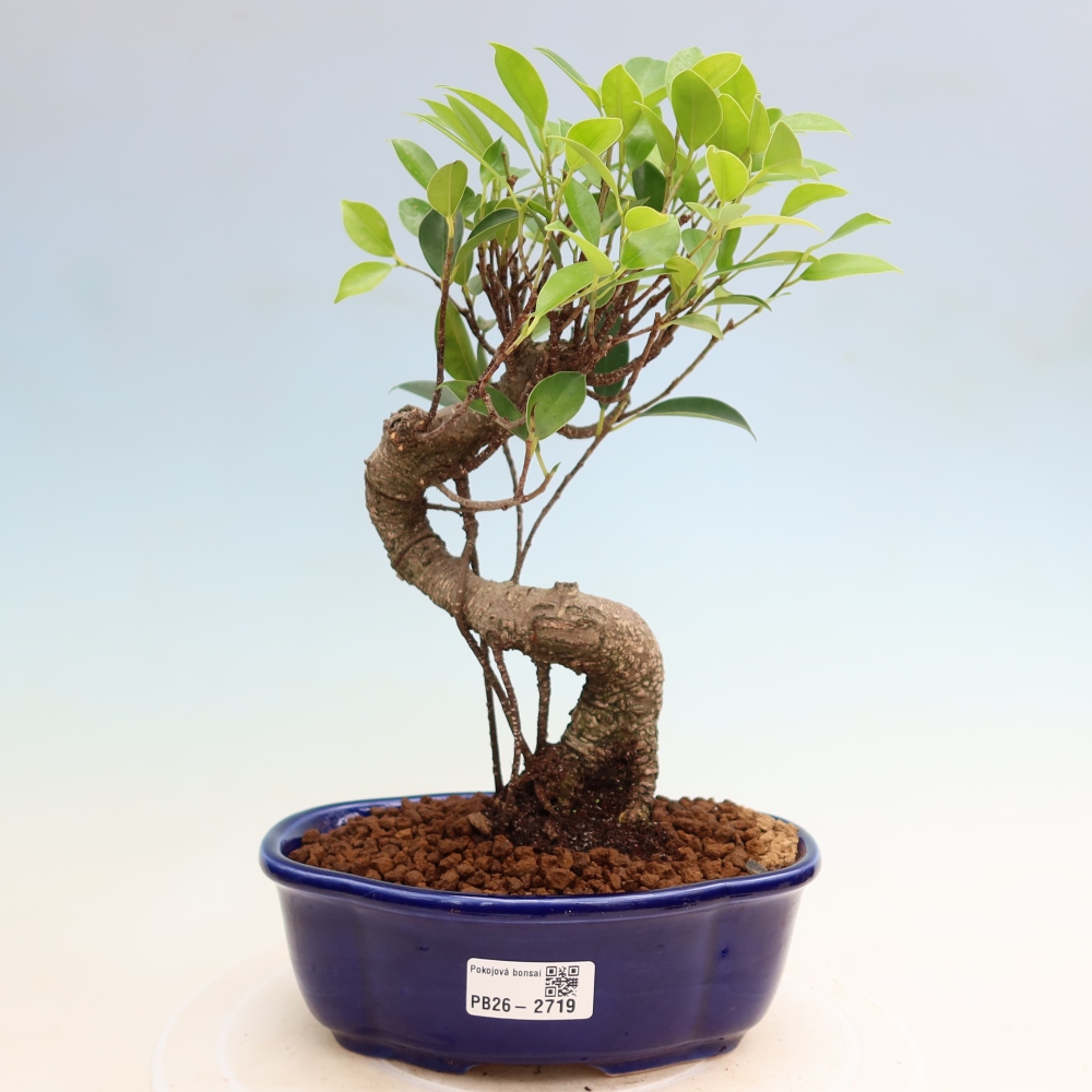 Szobai bonsai - Ficus kimmen - kislevelű fikusz