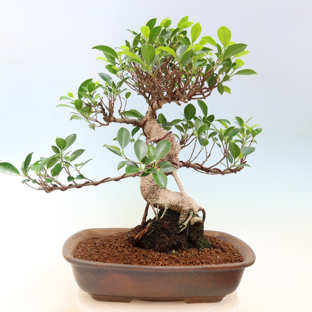 Szobai bonsai - Ficus kimmen - kislevelű fikusz