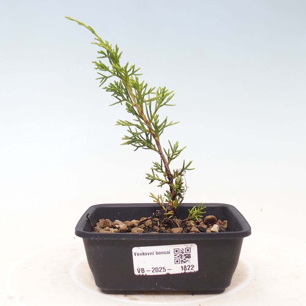 Kültéri bonsai - Juniperus chinensis Itoigawa