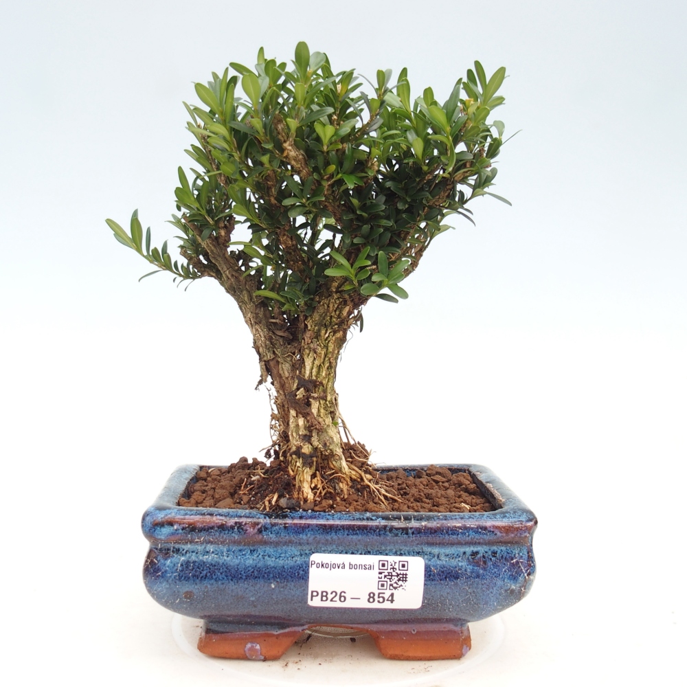 Szobai bonsai - Buxus harlandii - parafa buxus