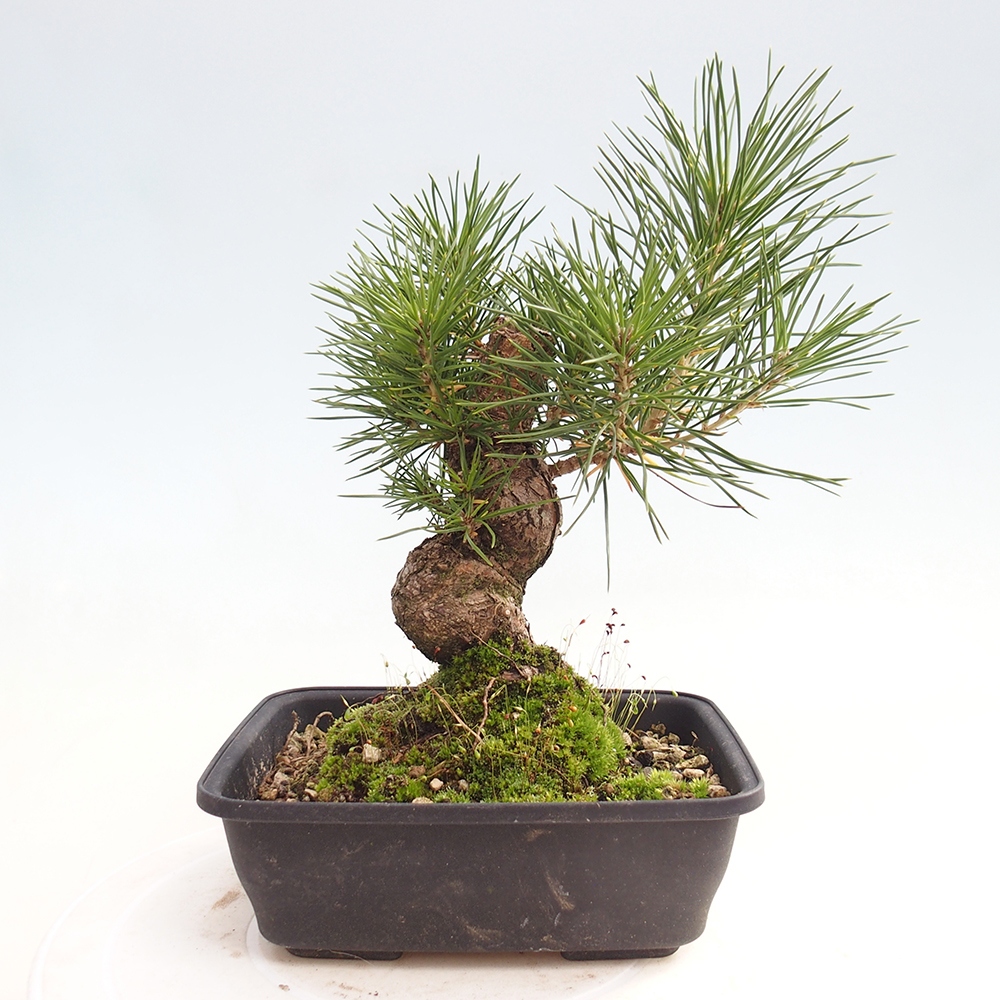 Kültéri bonsai - Pinus thunbergii - Thunberg fenyő