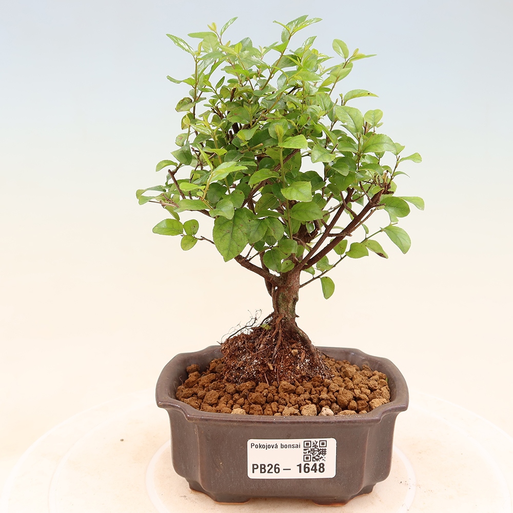 Szobai bonsai - Sageretia thea - Sageretia thea