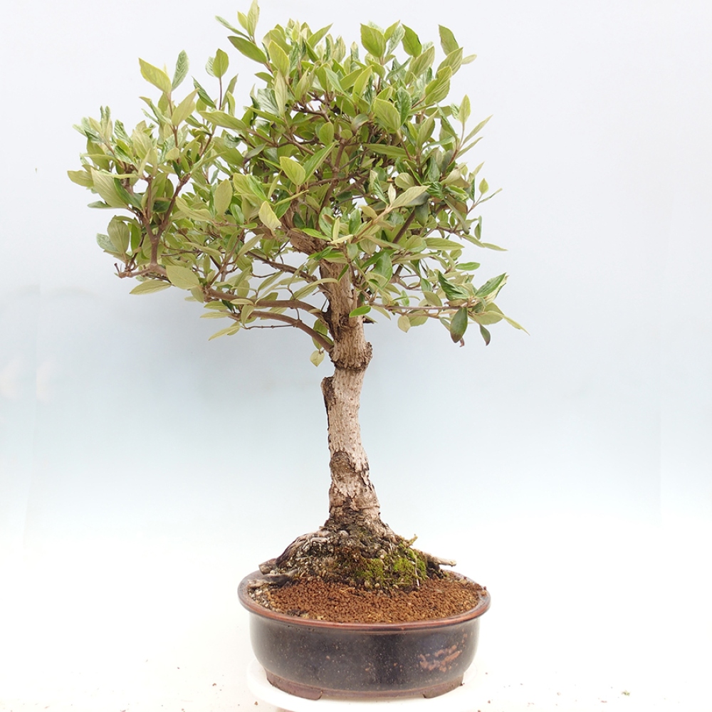 Kültéri bonsai-Kalina Bodnanská - Viburum carlesii hemsi