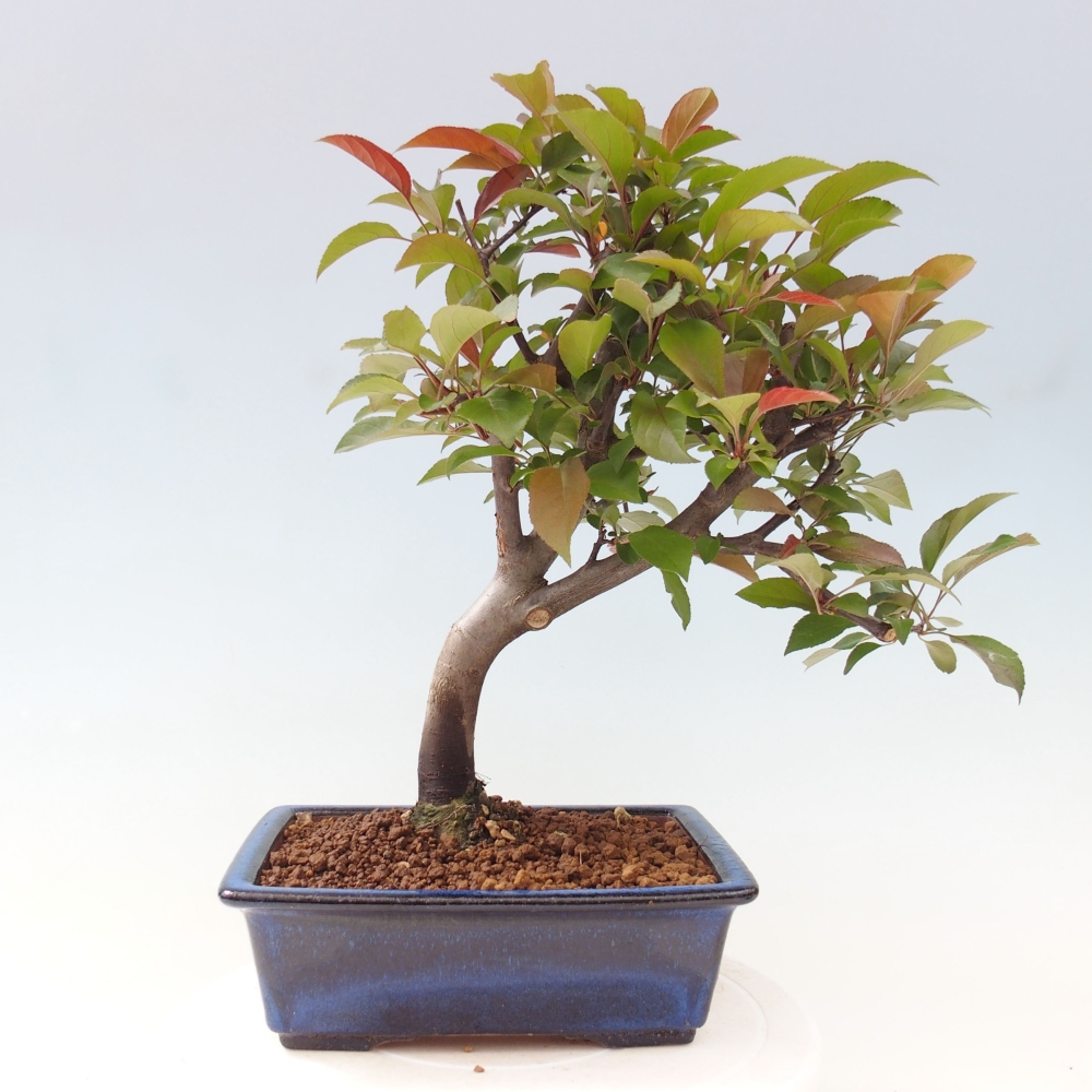 Kültéri bonsai -Malus domestica - Kis gyümölcsű piros levelű almafa