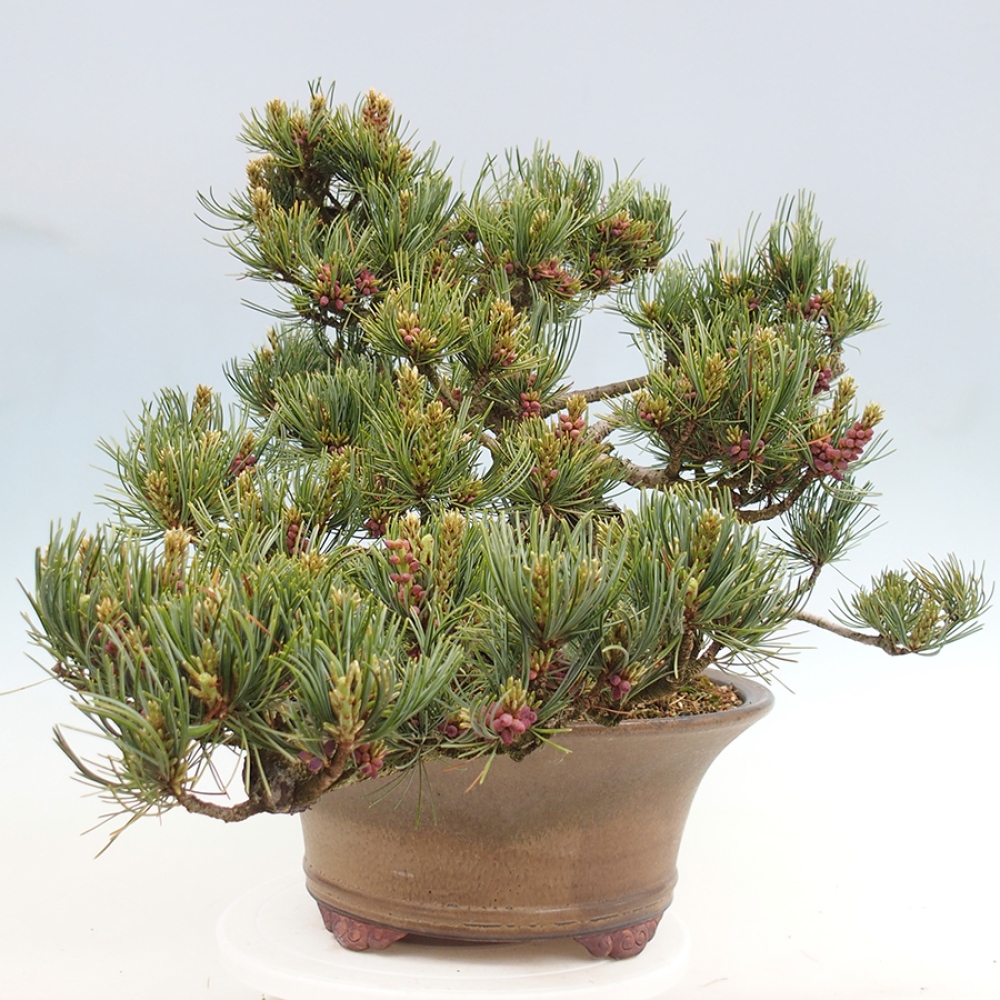 Kültéri bonsai - Pinus parviflora - Pinus parviflora