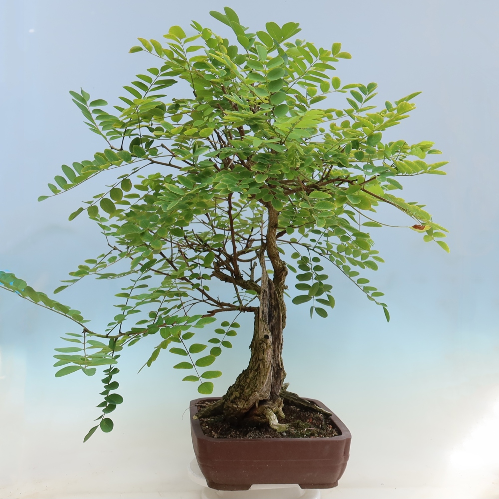 Kültéri bonsai - Tüskés akác - Robinia pseudoacacia