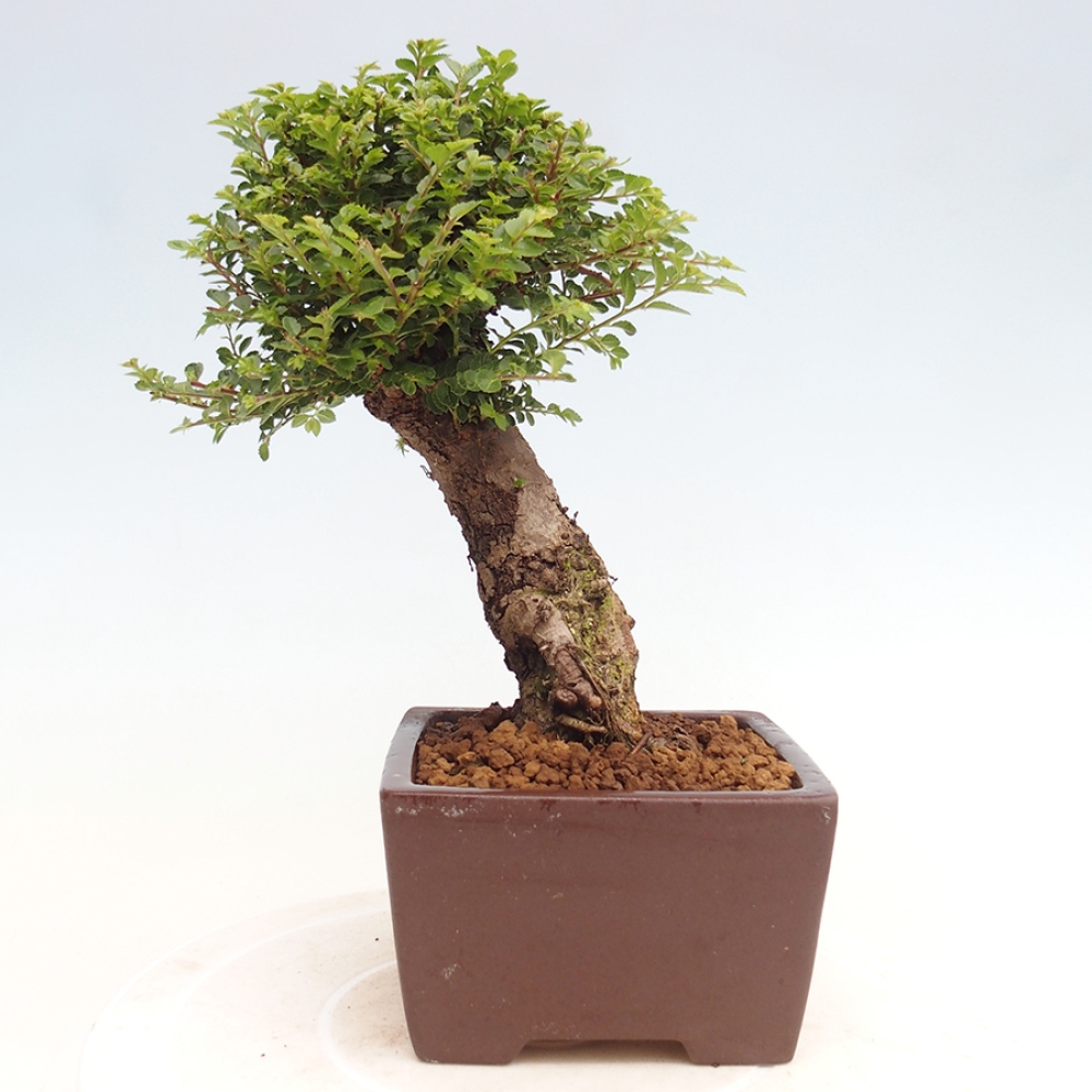 Kültéri bonsai - Ulmus parvifolia Hokkaido - Kínai szil - Ulmus parvifolia Hokkaido