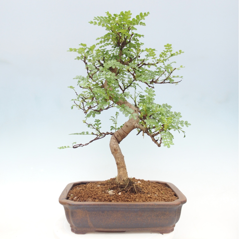 Szobai bonsai - Zantoxylum piperitum - borsfa