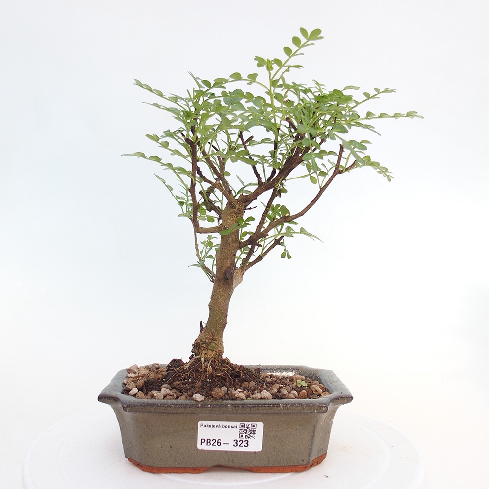 Szobai bonsai - Zantoxylum piperitum - borsfa