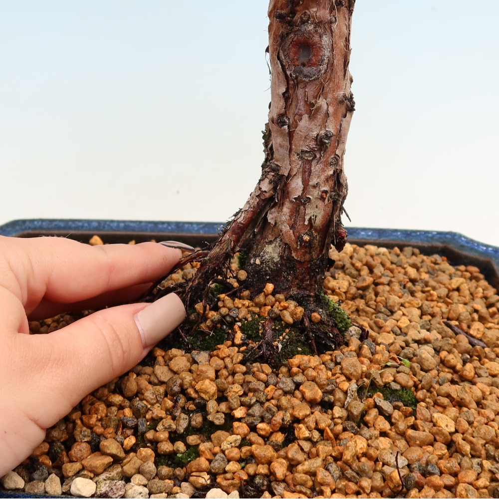 Kültéri bonsai - Juniperus chinensis Kishu