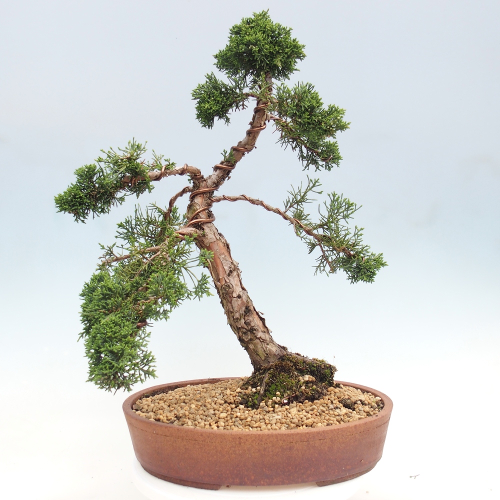 Kültéri bonsai - Juniperus chinensis Kishu