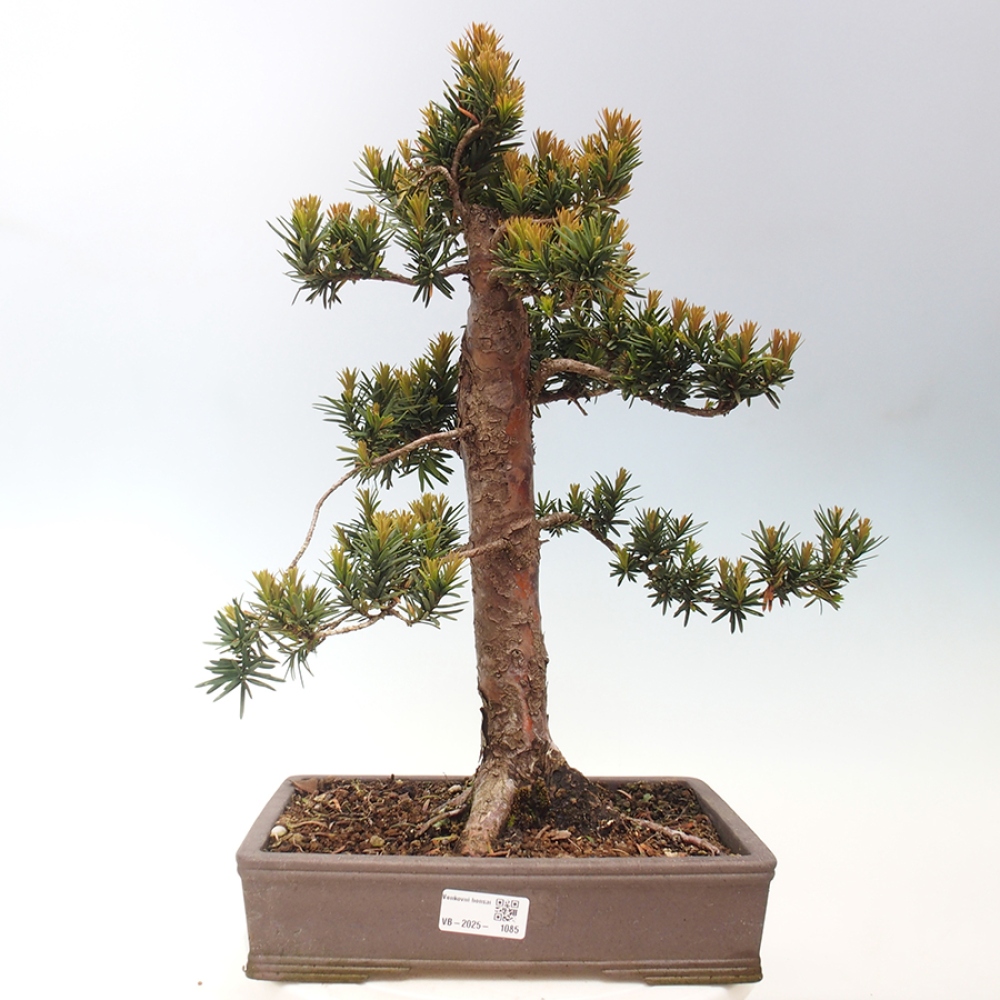 Kültéri bonsai - Taxus cuspidata - japán tiszafa