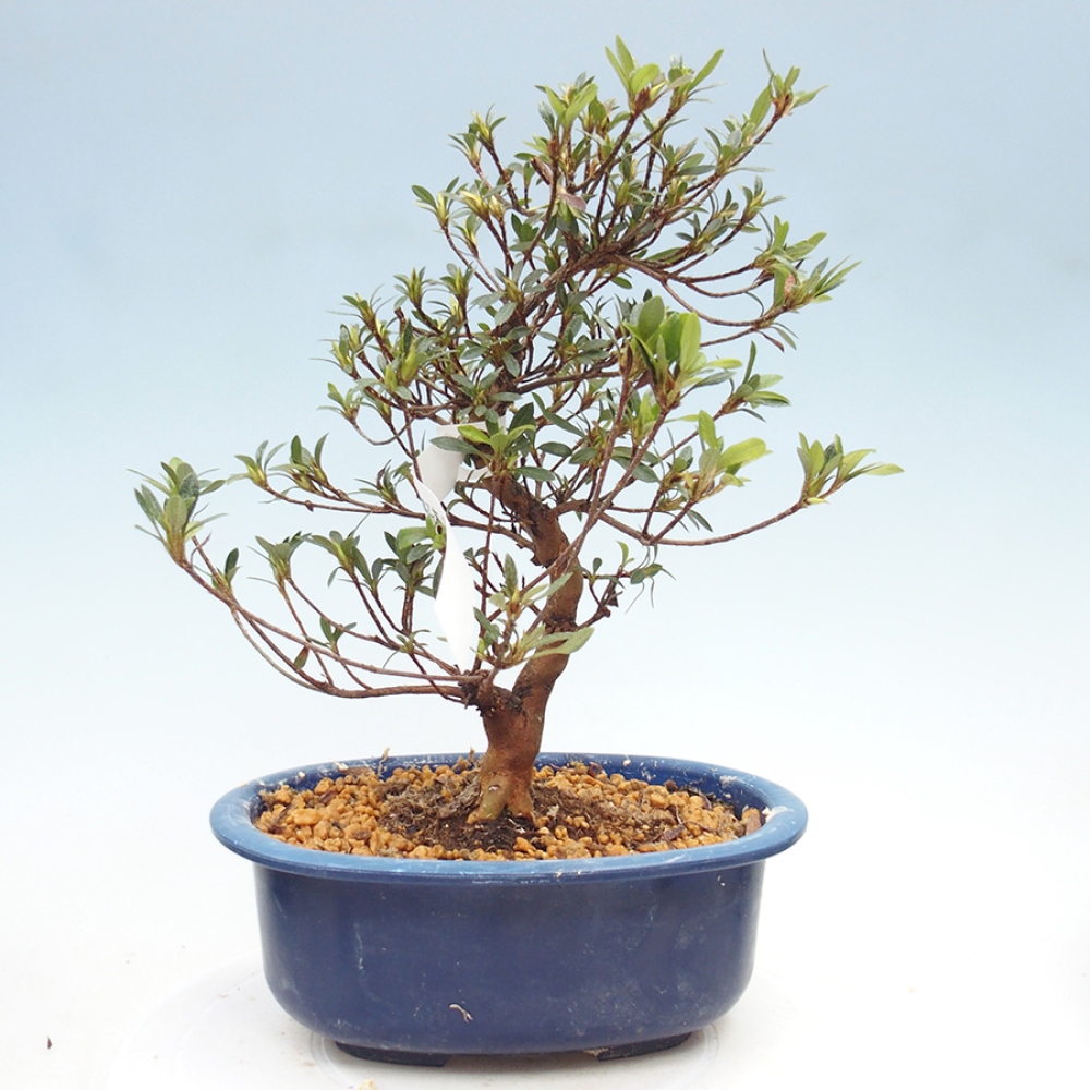Kültéri bonsai - Japán azálea - Azalea Suigootome