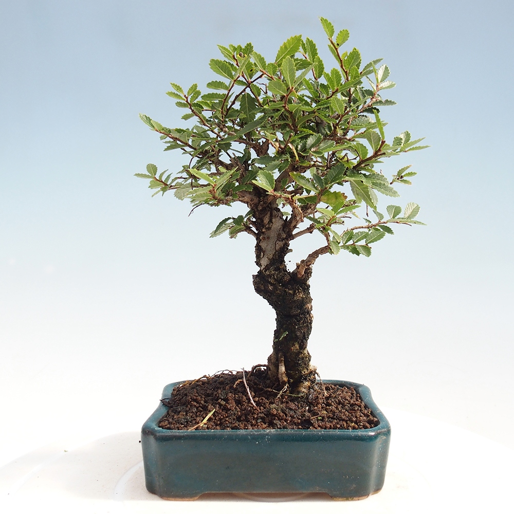 Kültéri bonsai - Zelkova - Zelkova NIRE