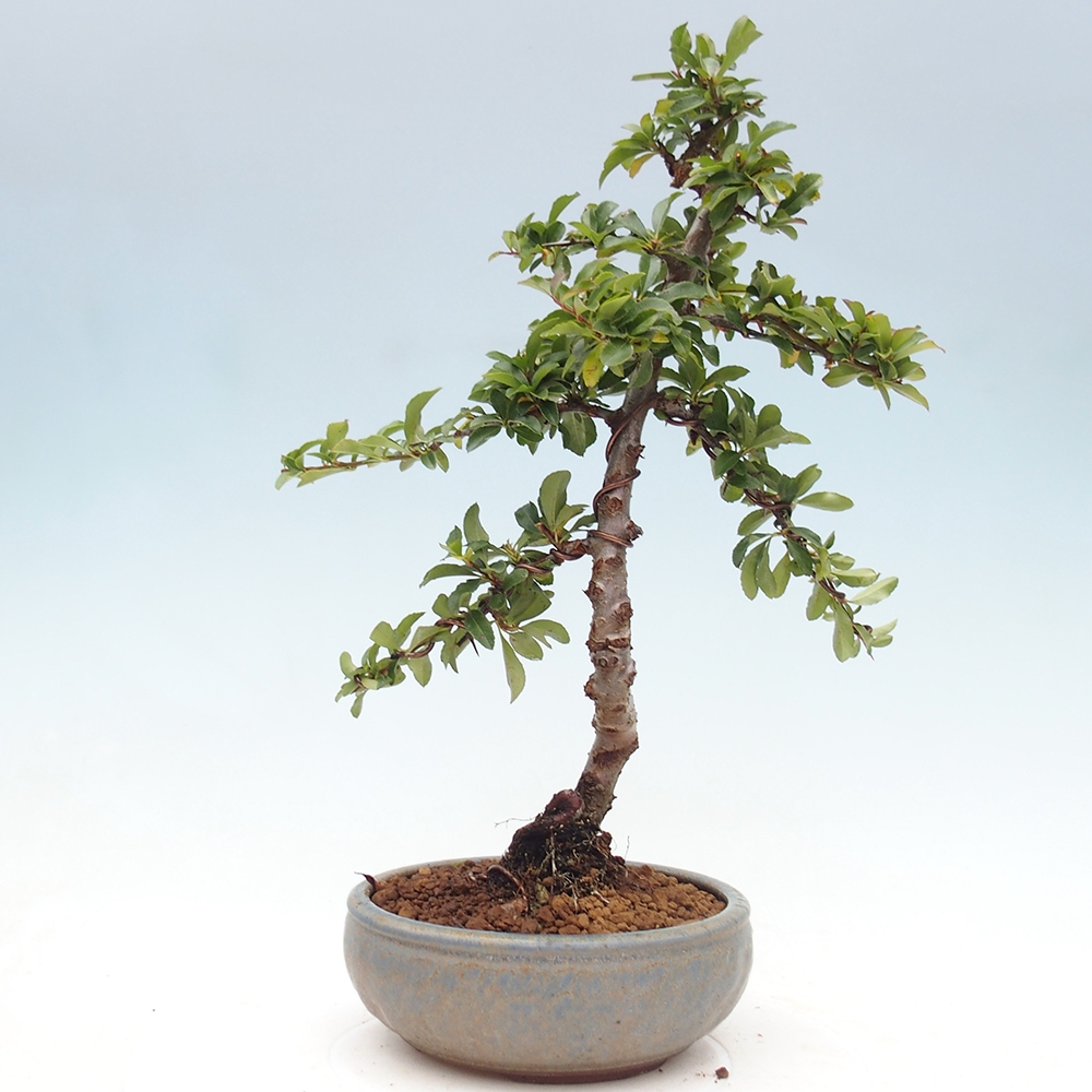 Kültéri bonsai-Pyracantha Teton - Hlox