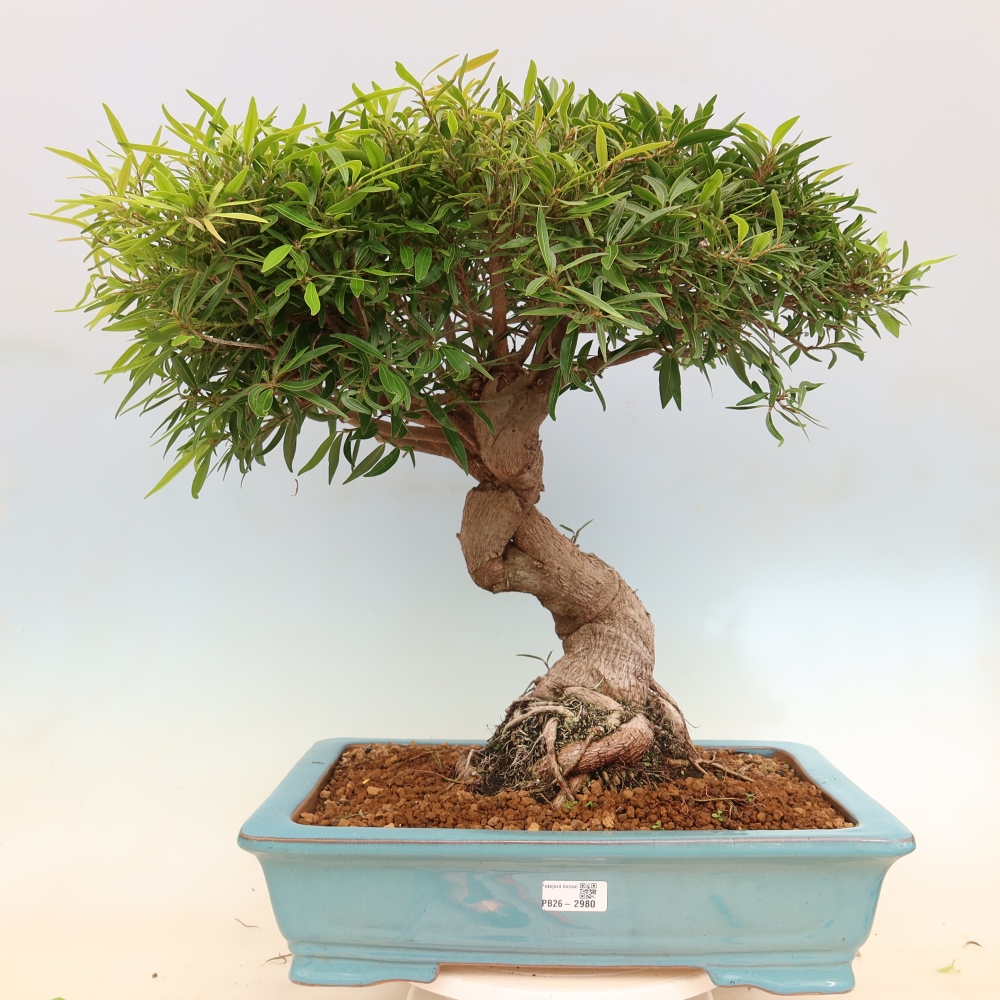 Szobai bonsai - Ficus nerifolia - kislevelű fikusz