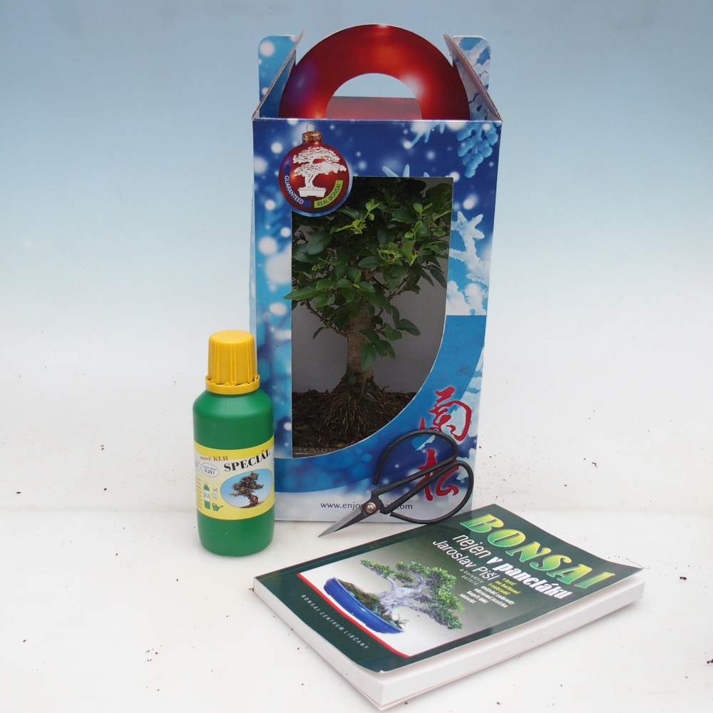 Szobai bonsai ajándékdobozban Ligustrum chinensis - Madárcsőr