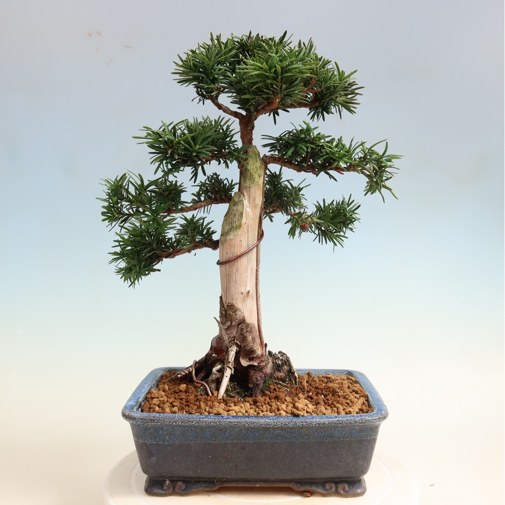Kültéri bonsai - Taxus cuspidata - japán tiszafa