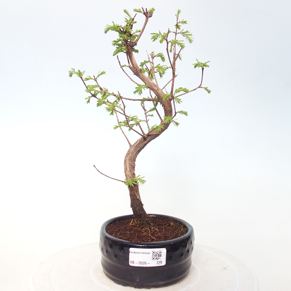 Kültéri bonsai - Metasequoia glyptostroboides - Kínai metasequoia