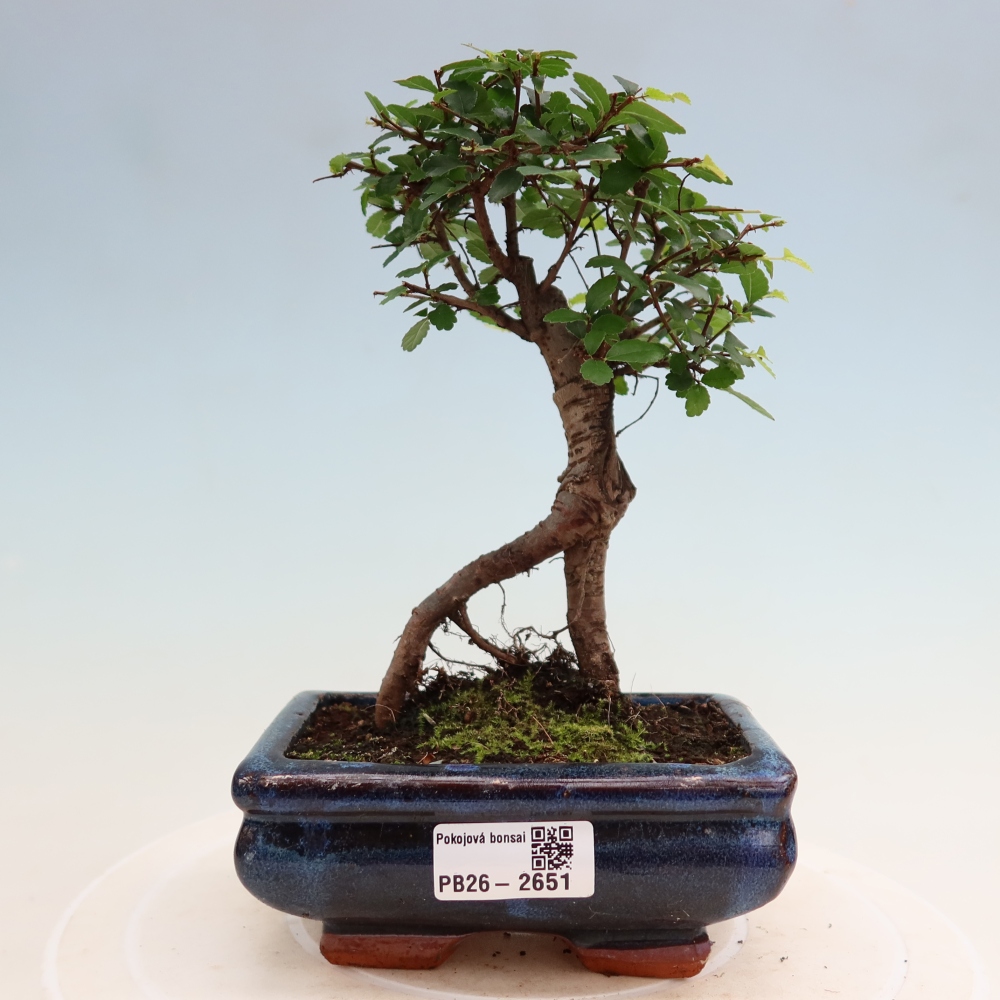 Szobai bonsai - Ulmus parvifolia - Kislevelű szilfa
