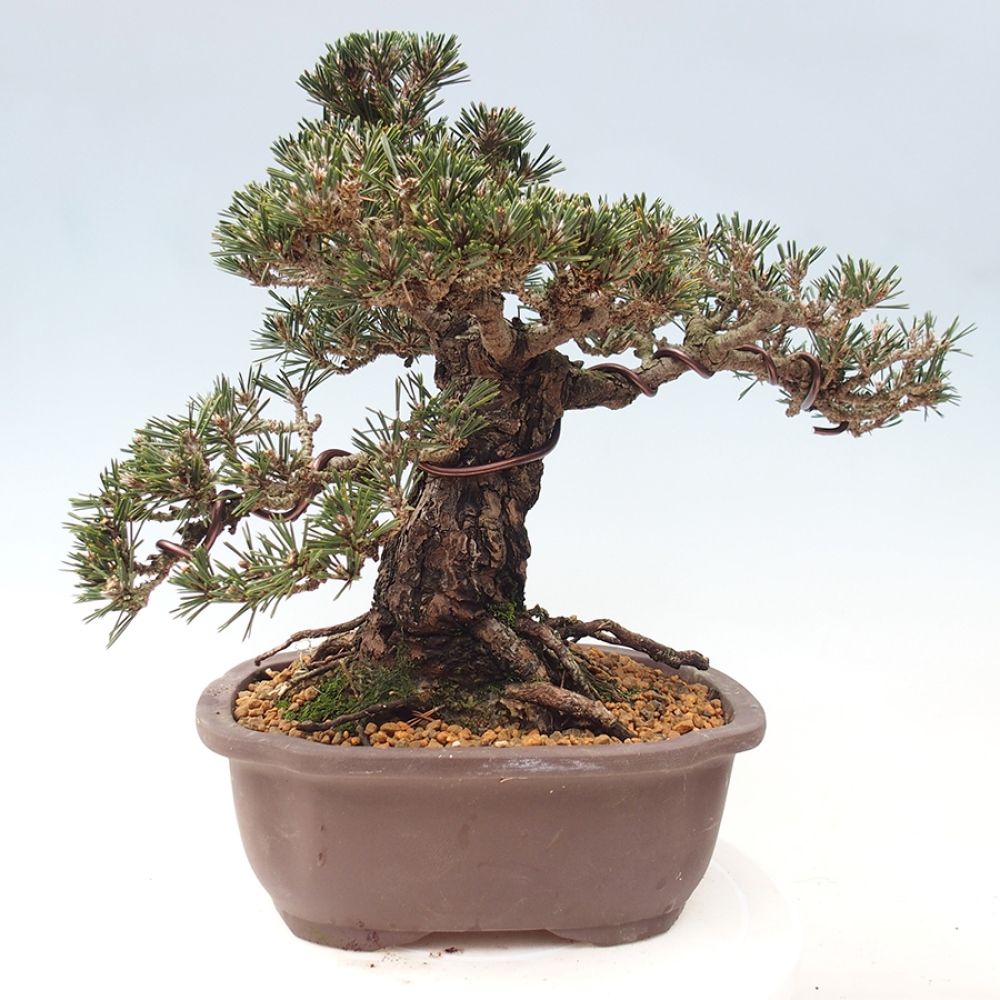 Kültéri bonsai - Pinus thunbergii Kotobuki - Thunberg fenyő