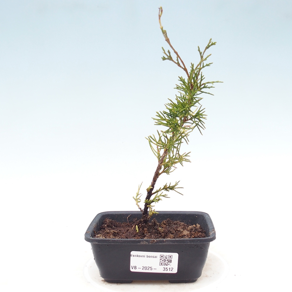 Kültéri bonsai - Juniperus chinensis Itoigawa