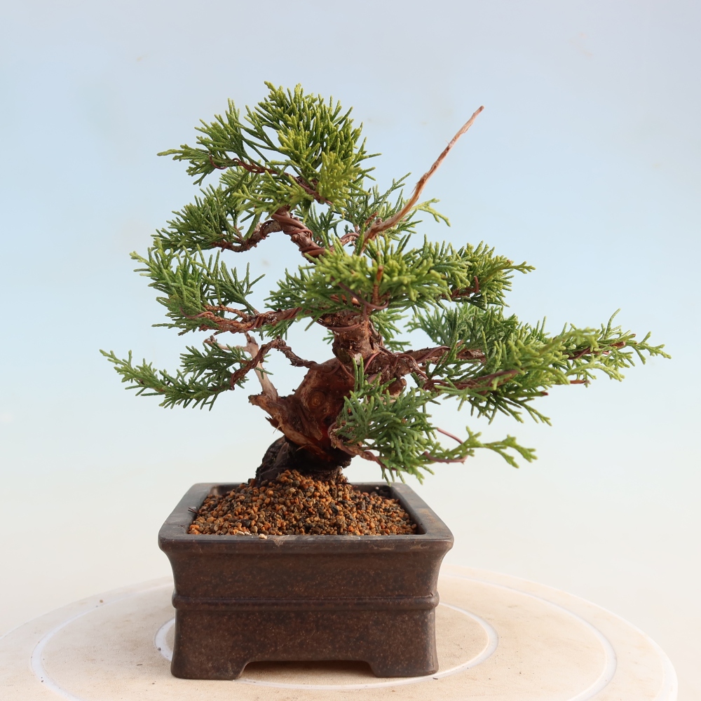 Kültéri bonsai - Juniperus chinensis Itoigawa