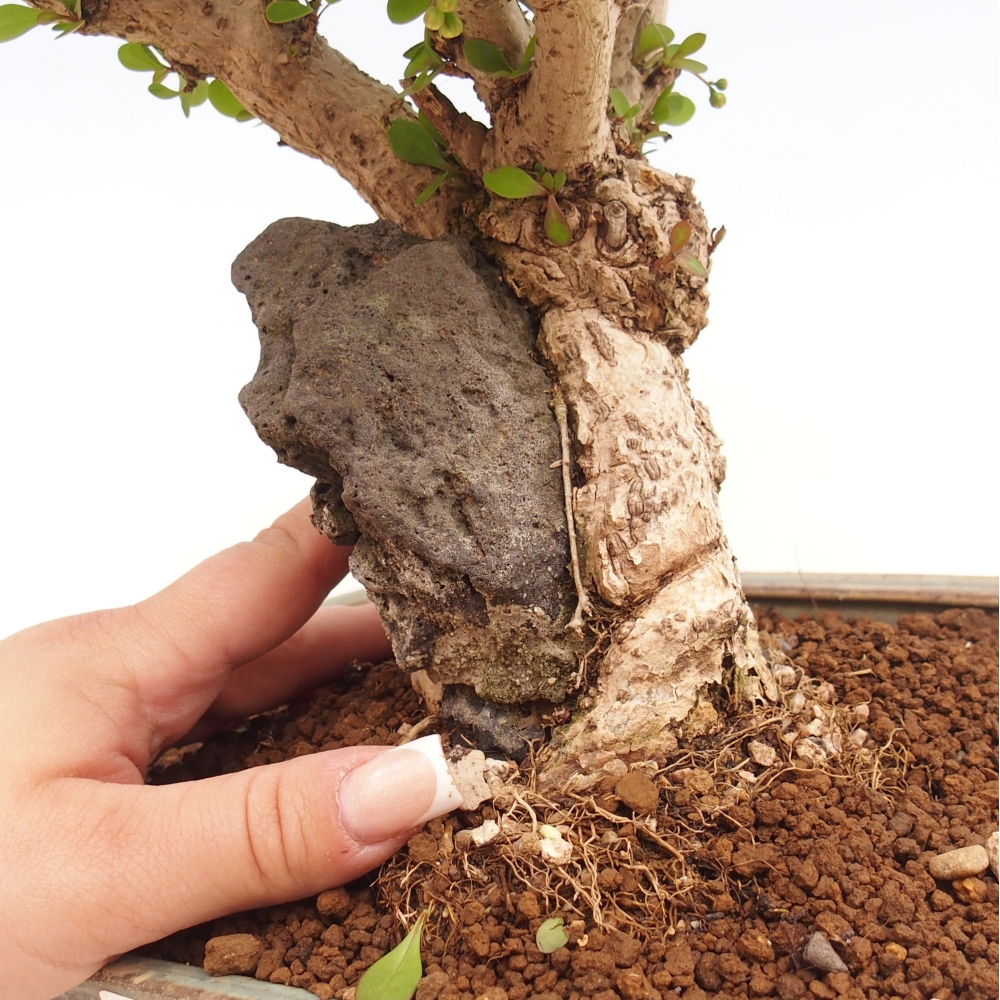 Kültéri bonsai - Berberis coreana